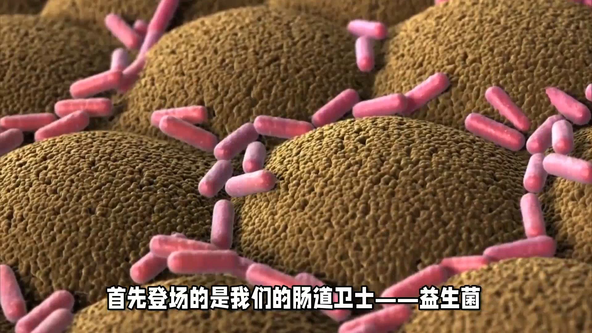 益生菌与有害菌 微生态平衡的守护者