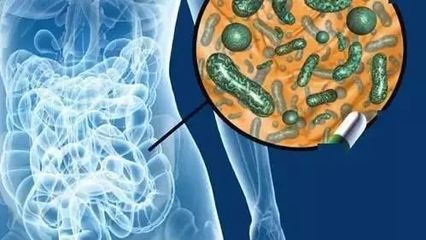 益生菌使用多久可以见效？全面解析见效时间与影响因素