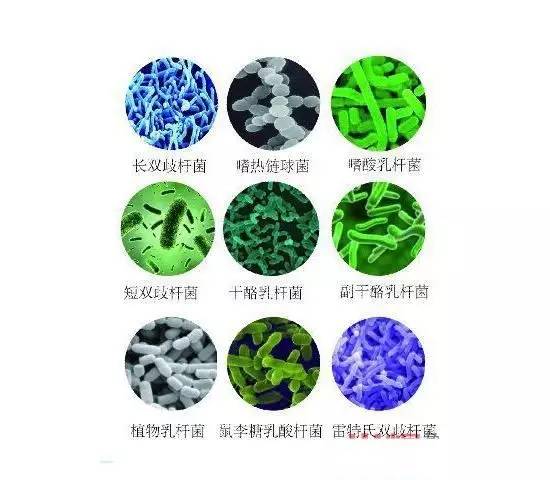 益生菌的“益”之源 种类与作用机理详解