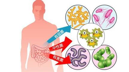 益生菌的真实好处与常见误区 所有人都需要补充吗？
